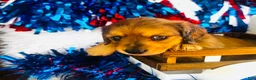 Miniature Dachshund dogs for sale: Whiskey (Longhair) - Ad 7