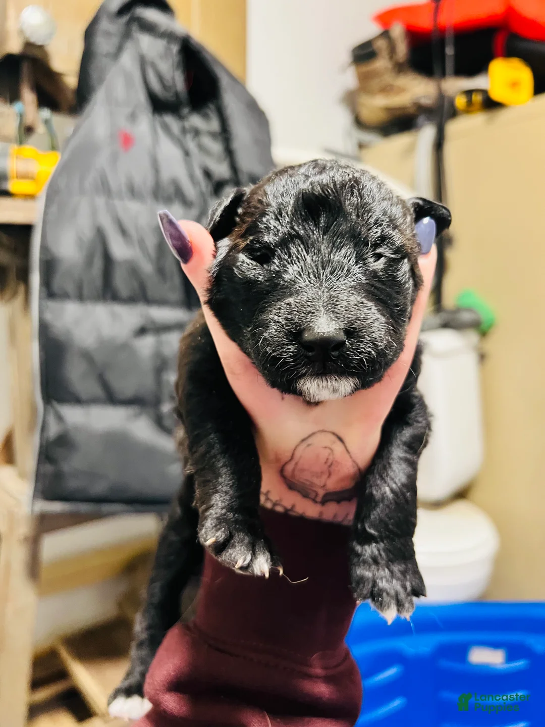 Mixed Breed dogs for sale: Henry - Ad 8