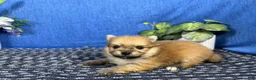 Pomeranian dogs for sale: Pomeranian 1 - Ad 3