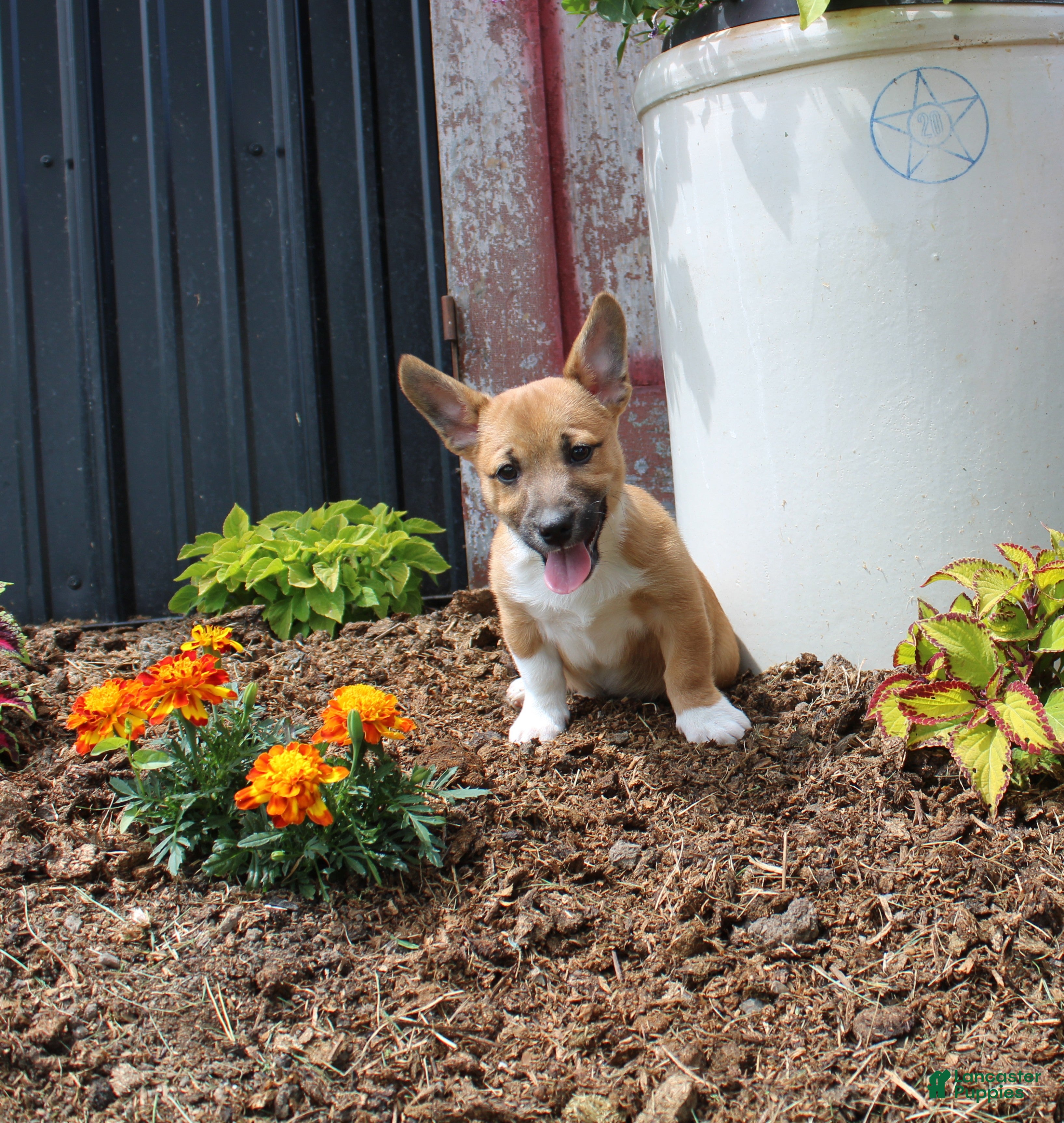 Mixed Breed dogs Stormy - Ad 1