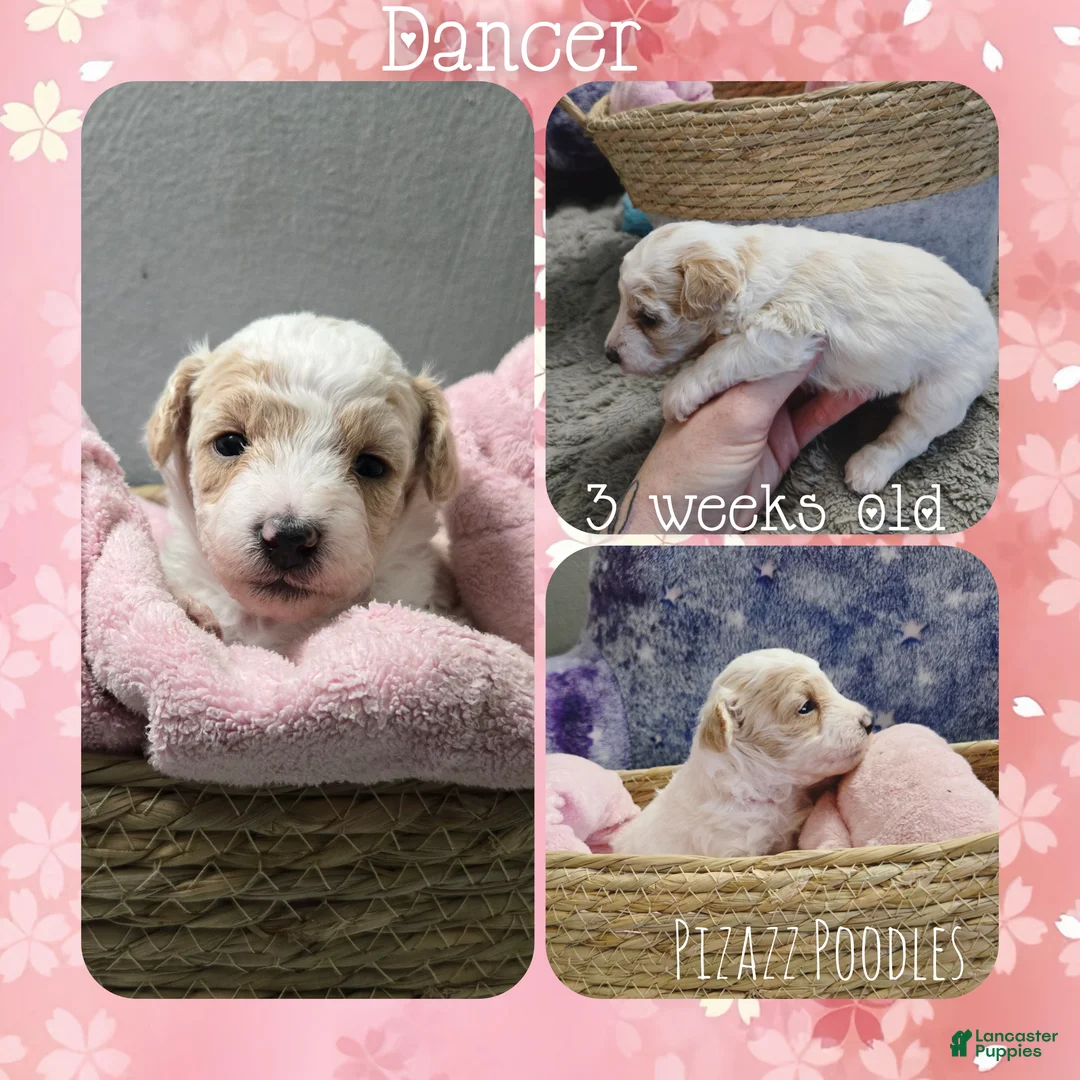Miniature Poodle dogs for sale: Dancer - Ad 5
