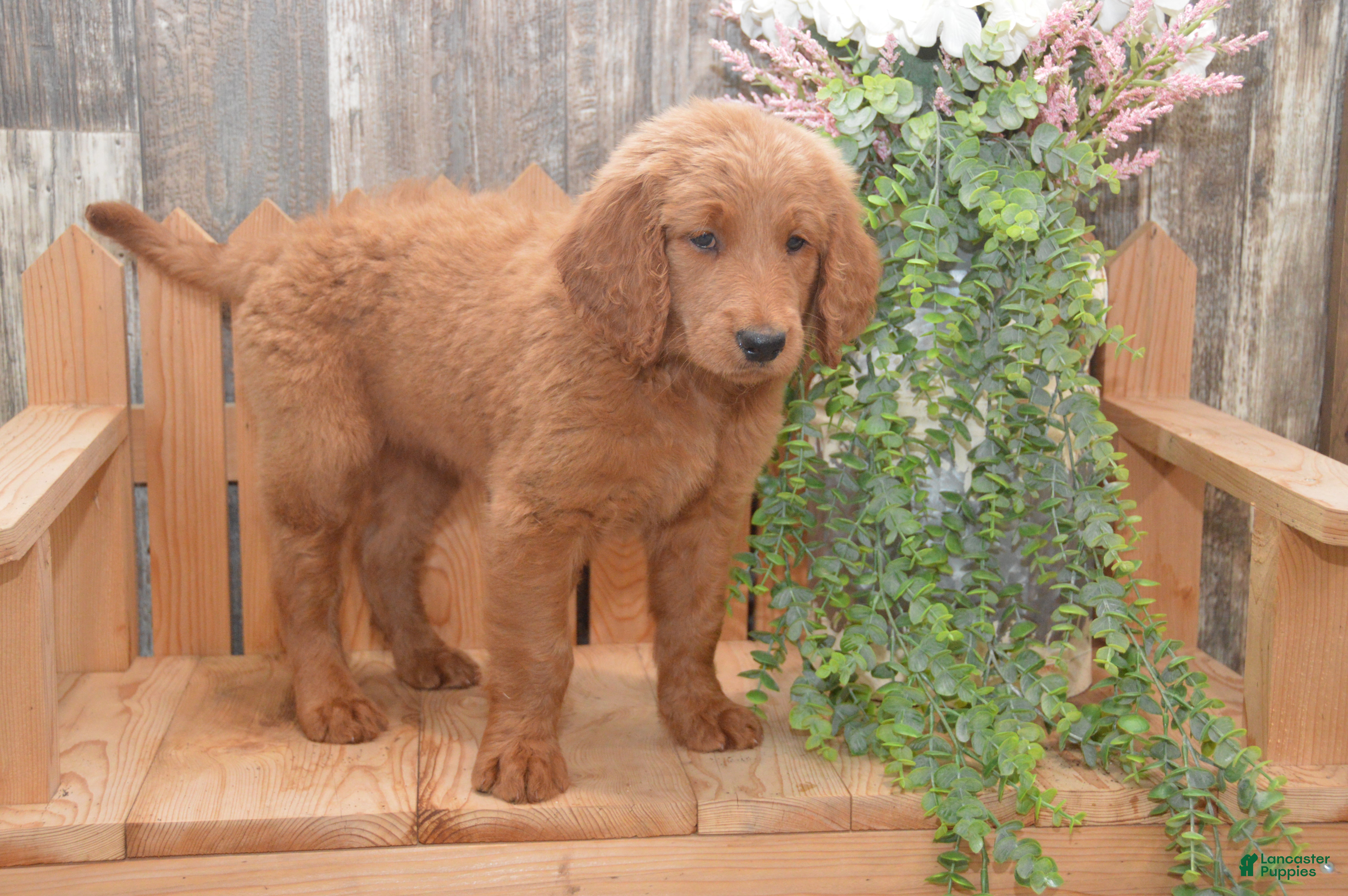Goldendoodle dogs Summer - Ad 2
