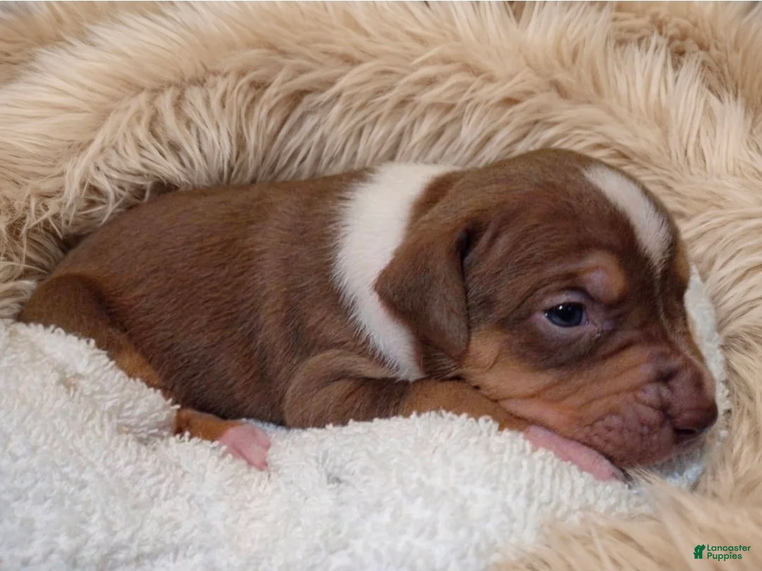 American Bully dogs for sale: RED - Ad 2