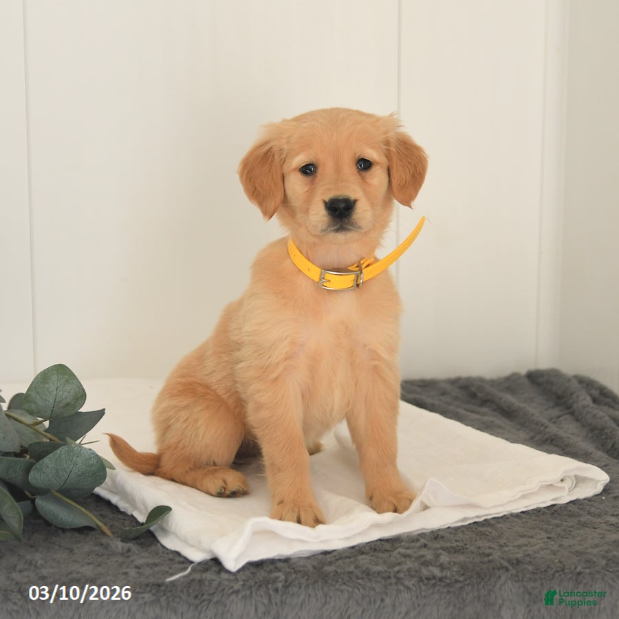 Golden Retriever dogs Maple   - Ad 1