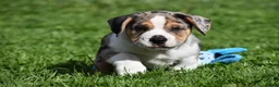 Beabull dogs for sale: Corwin - Ad 10