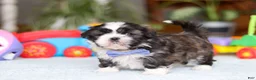 Shih Tzu dogs for sale: Charles - Ad 1