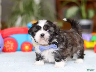 Shih Tzu dogs Charles - Ad 16
