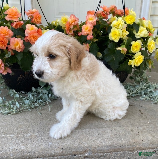 Mini Goldendoodle dogs Sparky - Ad 2