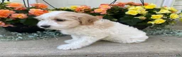 Mini Goldendoodle dogs for sale: Sparky - Ad 2