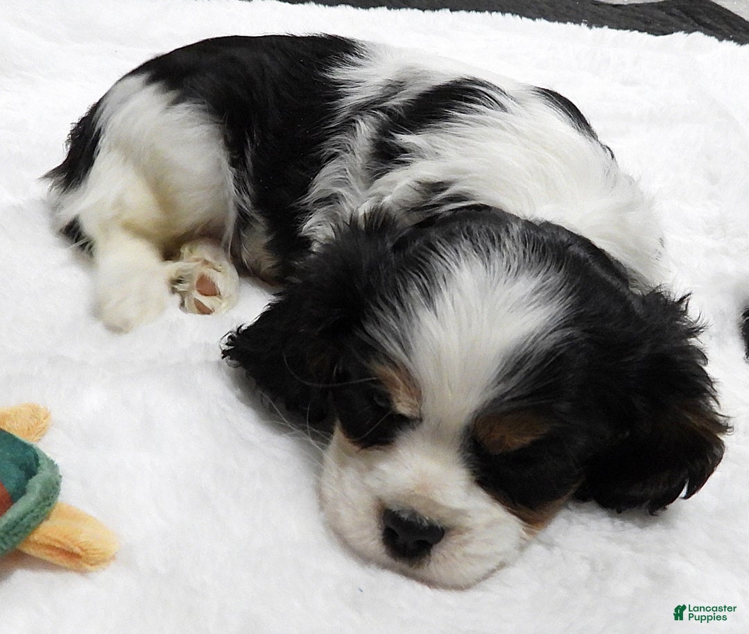 Cavalier King Charles Spaniel dogs for sale: Cavalier King Charles Spaniel Puppy 2 - Ad 6