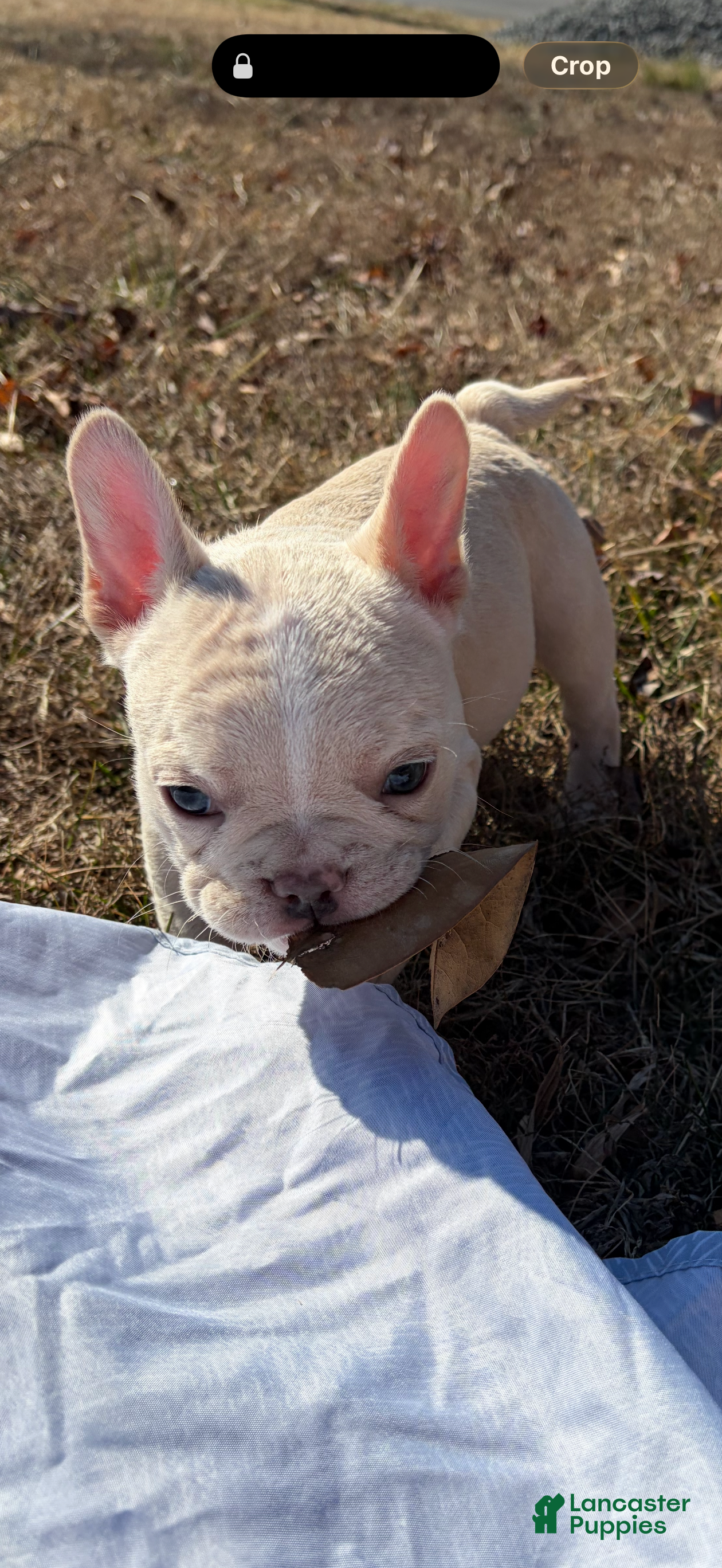 French Bulldog dogs French Bulldog Puppy 2 - Ad 1