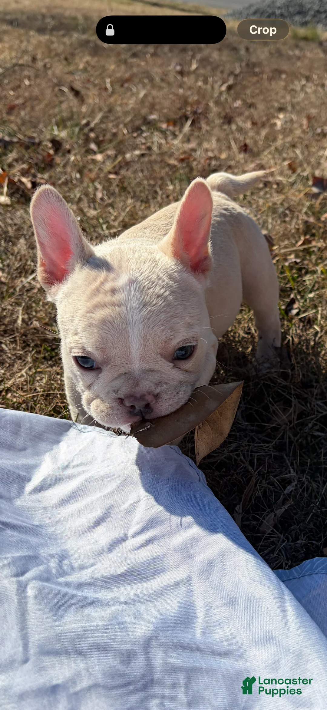 French Bulldog dogs for sale: French Bulldog Puppy 2 - Ad 1
