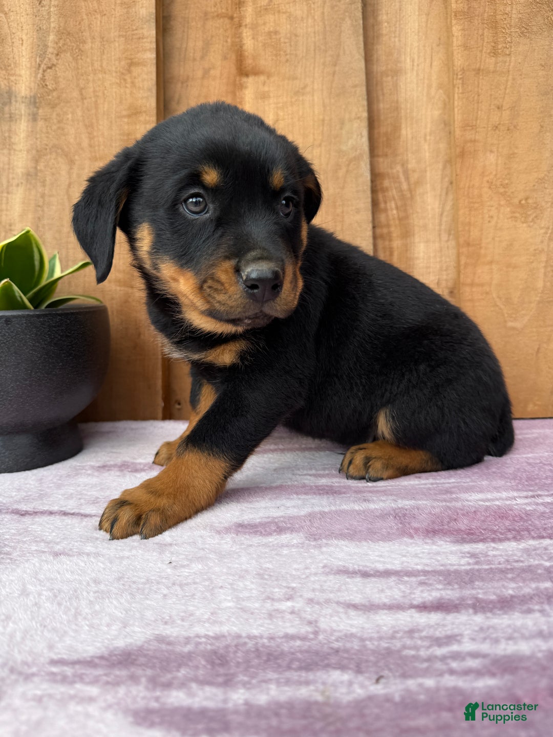 Rottweiler dogs for sale: Rex - Ad 8