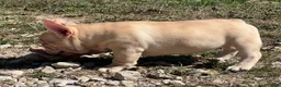 French Bulldog dogs for sale: Buddy - Ad 8