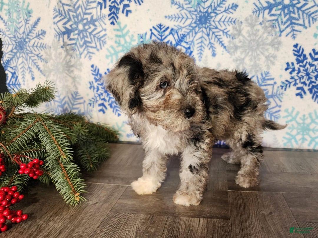 Mini Bernedoodle dogs for sale: Angel - Ad 18