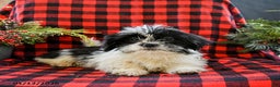 Shih Tzu dogs for sale: Archie - Ad 4