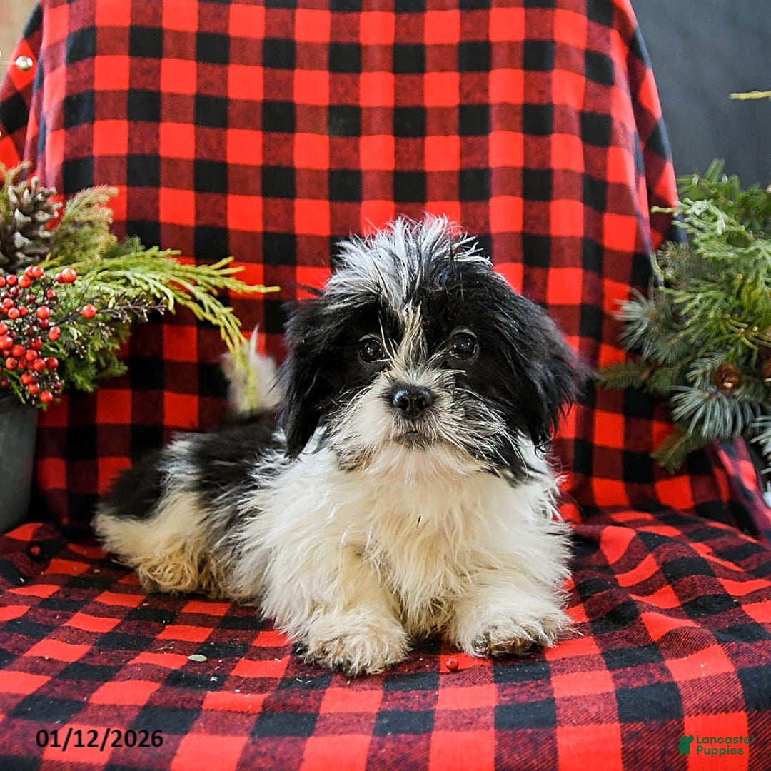 Shih Tzu dogs for sale: Archie - Ad 4