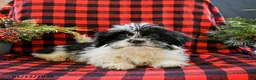 Shih Tzu dogs for sale: Archie - Ad 4