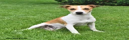 Jack Russell Terrier dogs for sale: Oscar - Ad 7