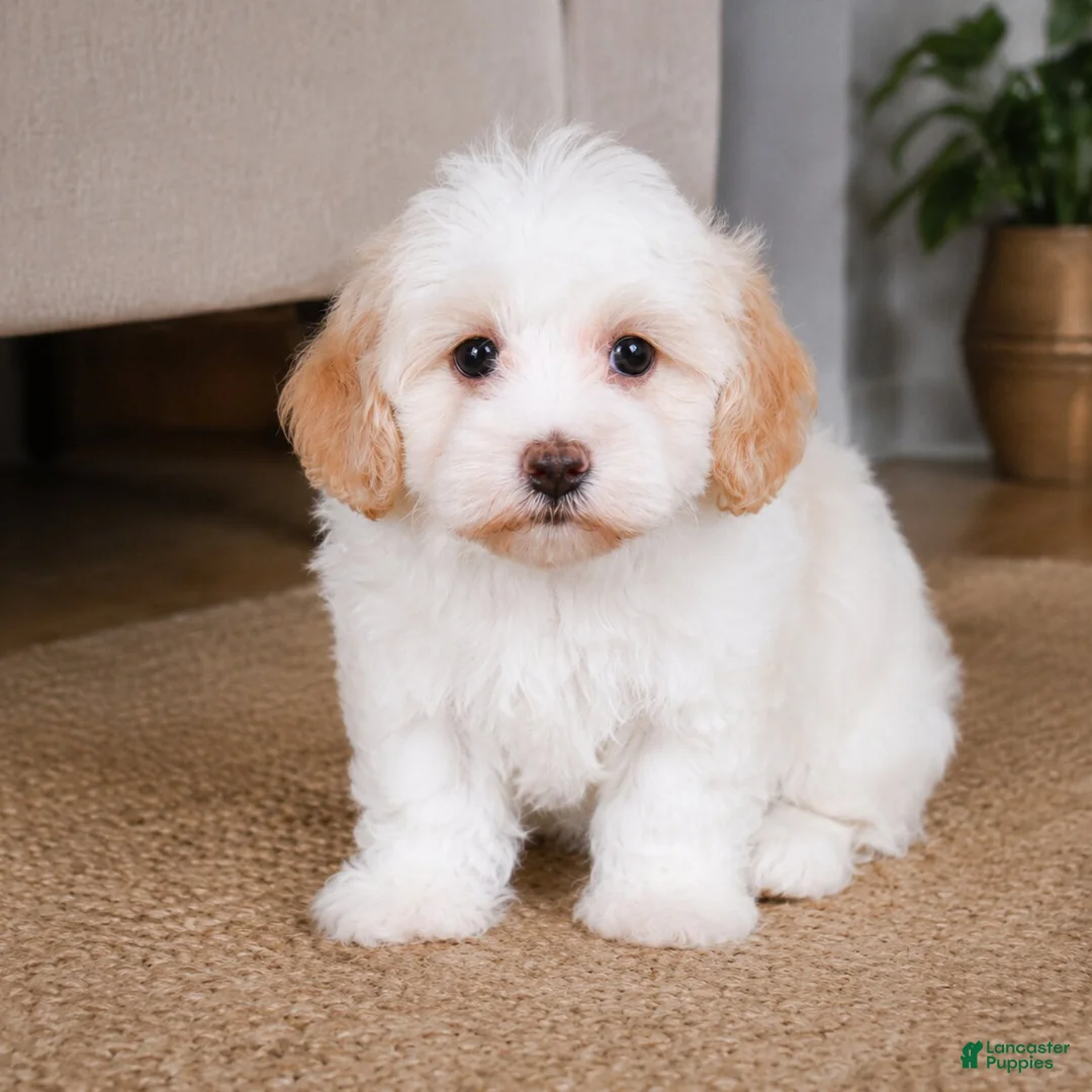 Maltipoo dogs for sale: Daisy - Ad 1
