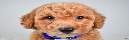 Bichpoo dogs for sale: Sierra - Ad 4