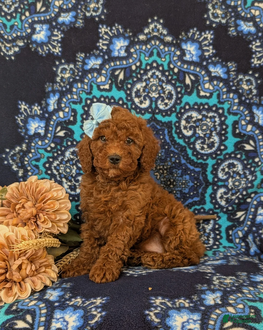 Miniature Poodle dogs for sale: Gabie 10 lbs Full Grown - Ad 2