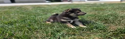 Shiba Inu dogs for sale: Randy - Ad 2