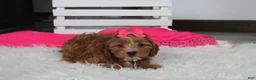 Cockapoo dogs for sale: Felicity  - Ad 13