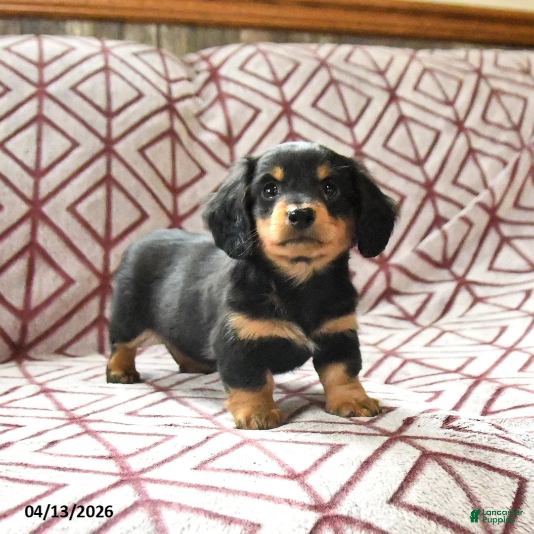 Miniature Dachshund dogs for sale: Chocolate - Ad 2