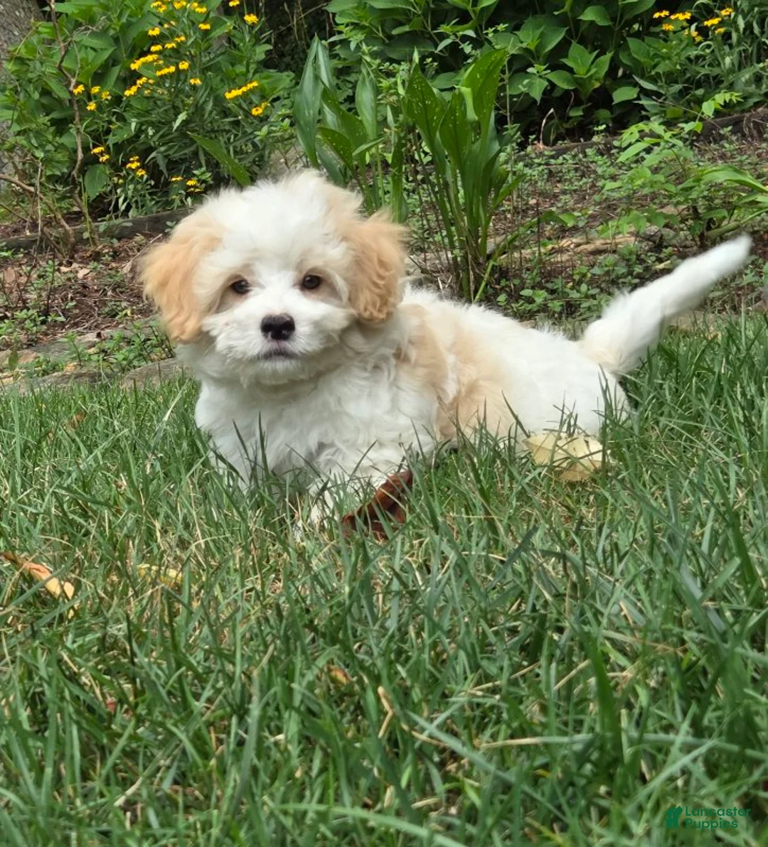 Maltipoo dogs for sale: Scooter - Ad 1