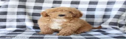 Miniature Poodle dogs for sale: Rusty - Ad 3