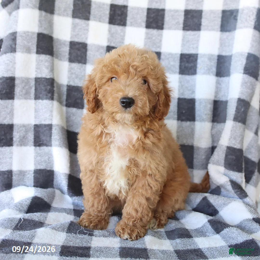 Miniature Poodle dogs for sale: Rusty - Ad 3