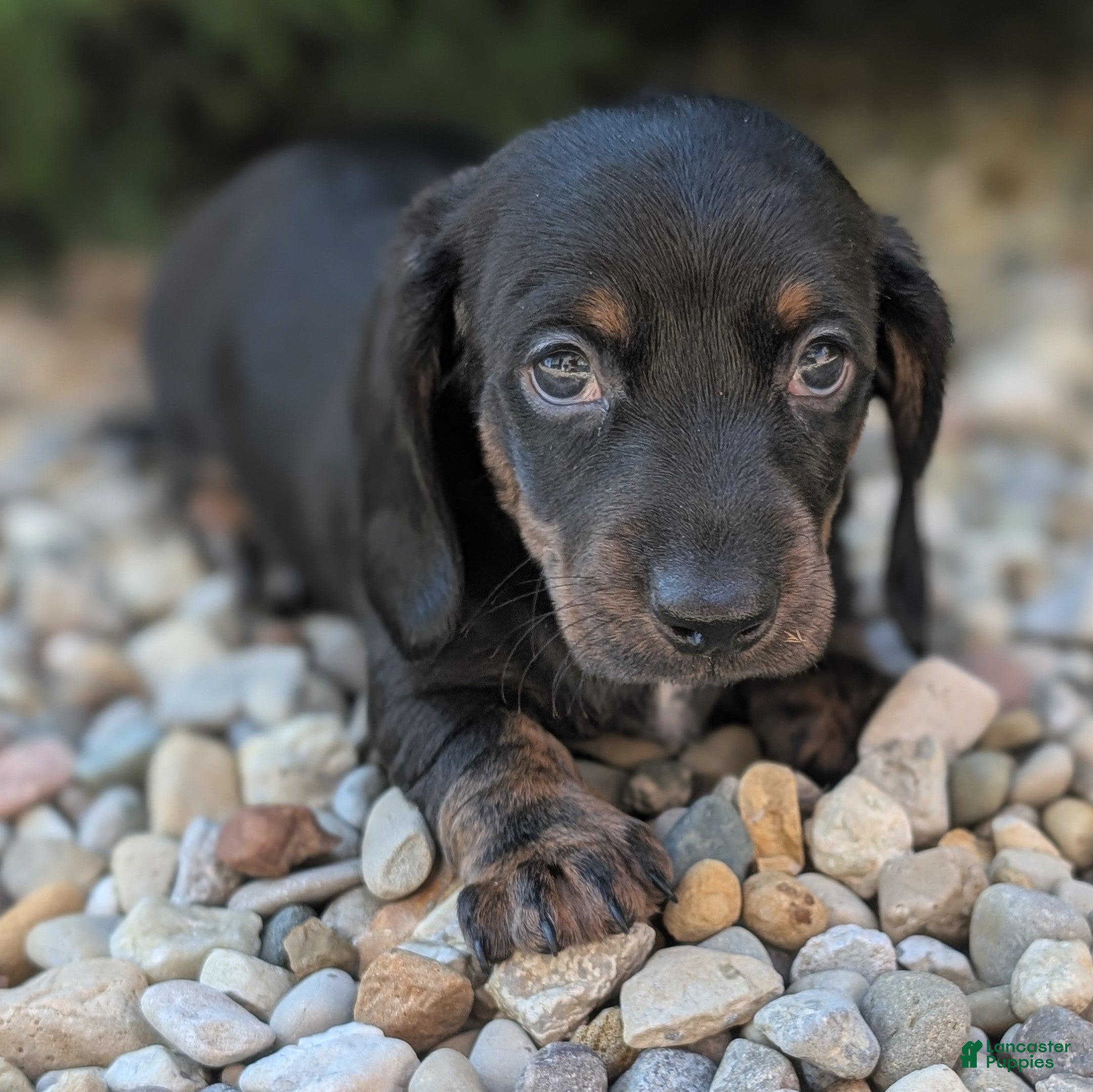 Miniature Dachshund dogs Char - Ad 2