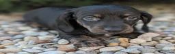 Miniature Dachshund dogs for sale: Char - Ad 2
