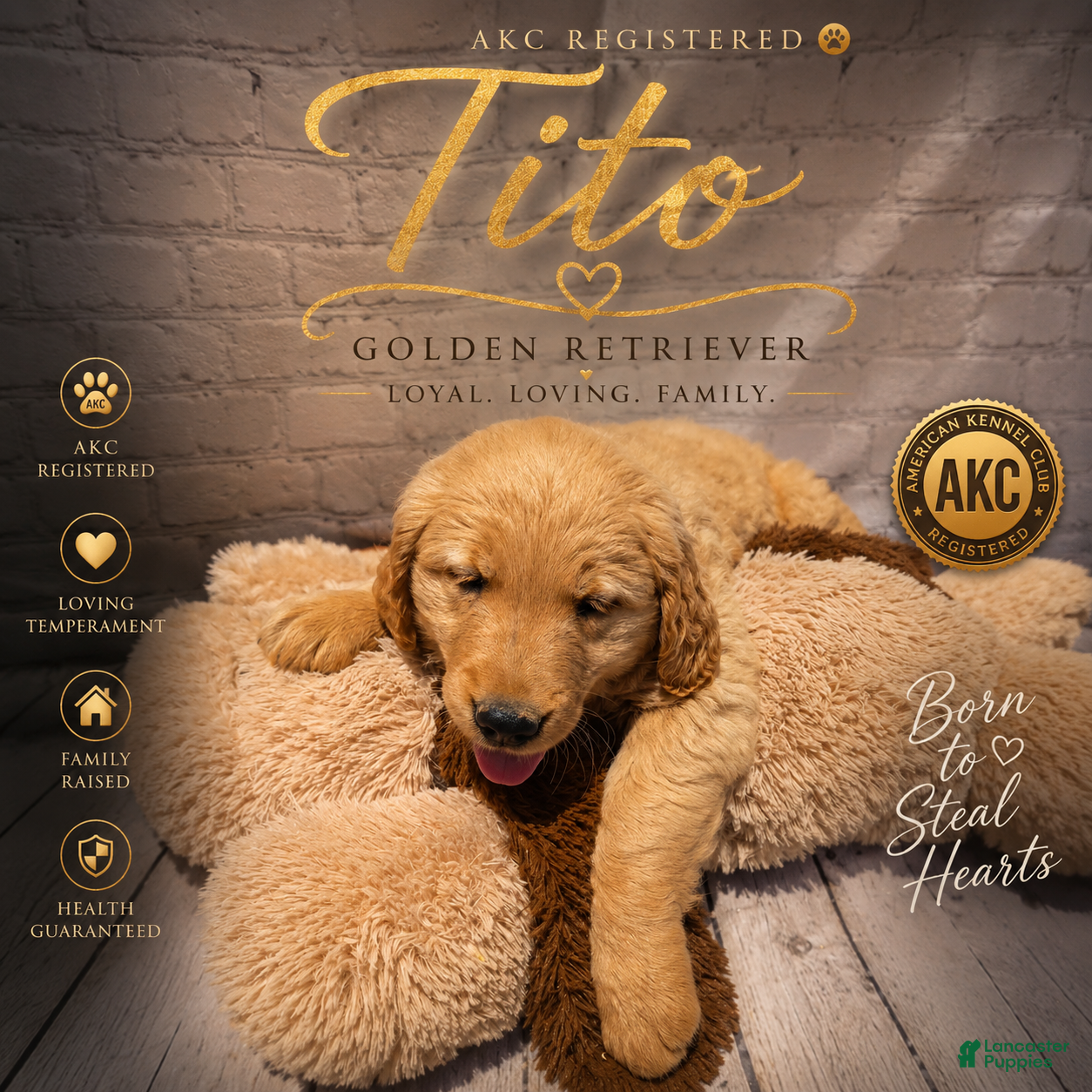 Golden Retriever dogs Tito - Ad 1
