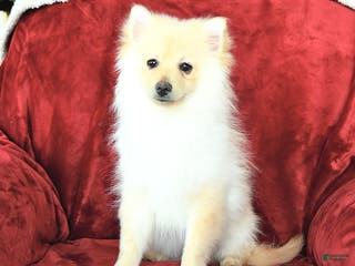 Pomeranian dogs Pickles - Ad 41