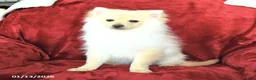 Pomeranian dogs for sale: Pickles - Ad 1