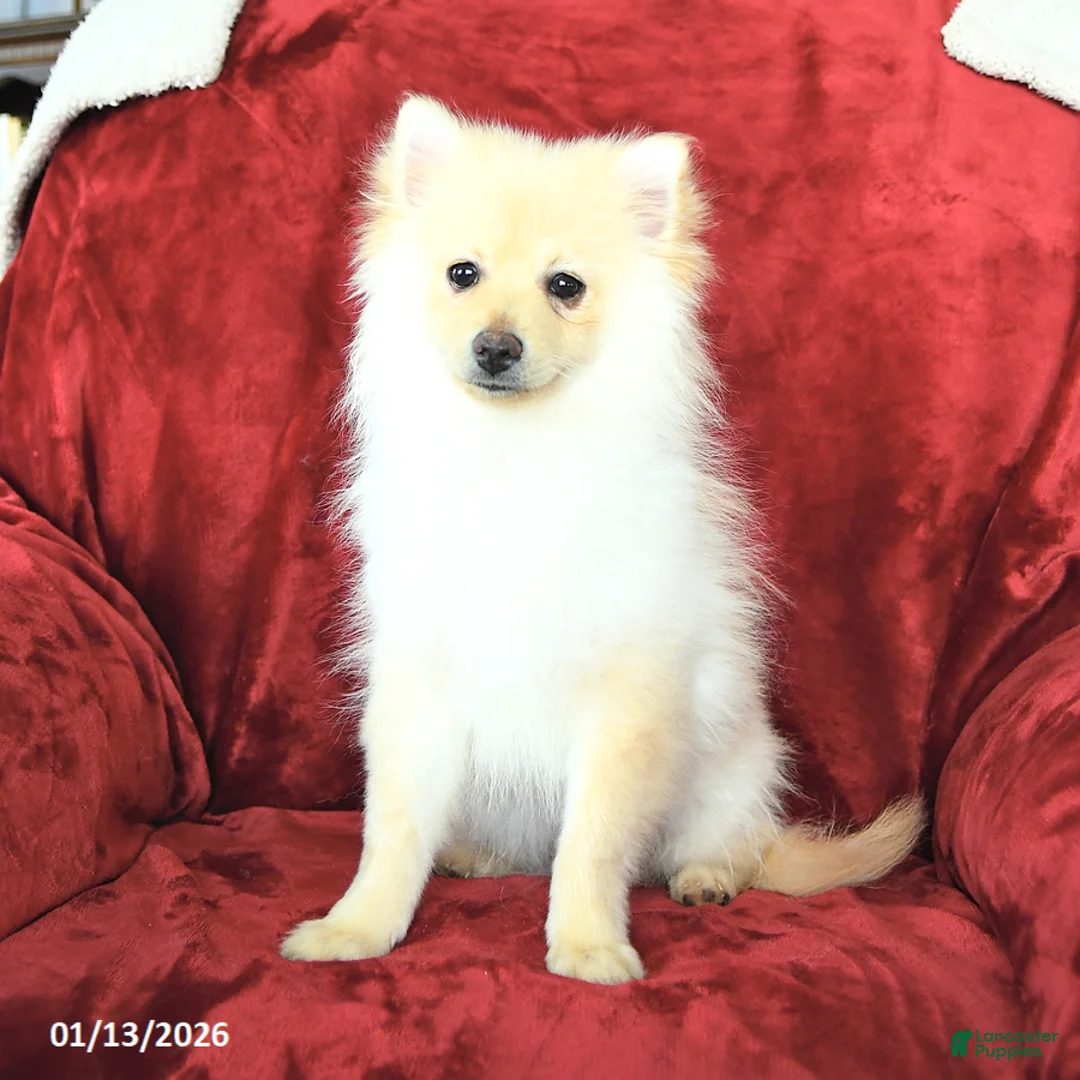 Pomeranian dogs for sale: Pickles - Ad 1