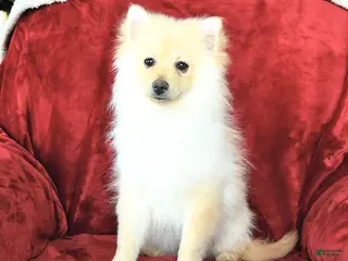 Pomeranian dogs Pickles - Ad 38