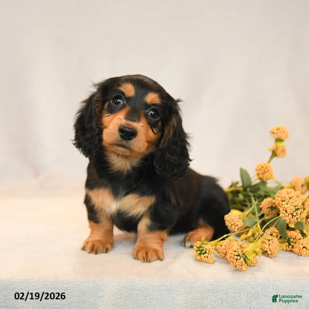 Miniature Dachshund dogs for sale: Bella   - Ad 4