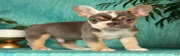 French Bulldog dogs for sale: Mojo - Ad 4