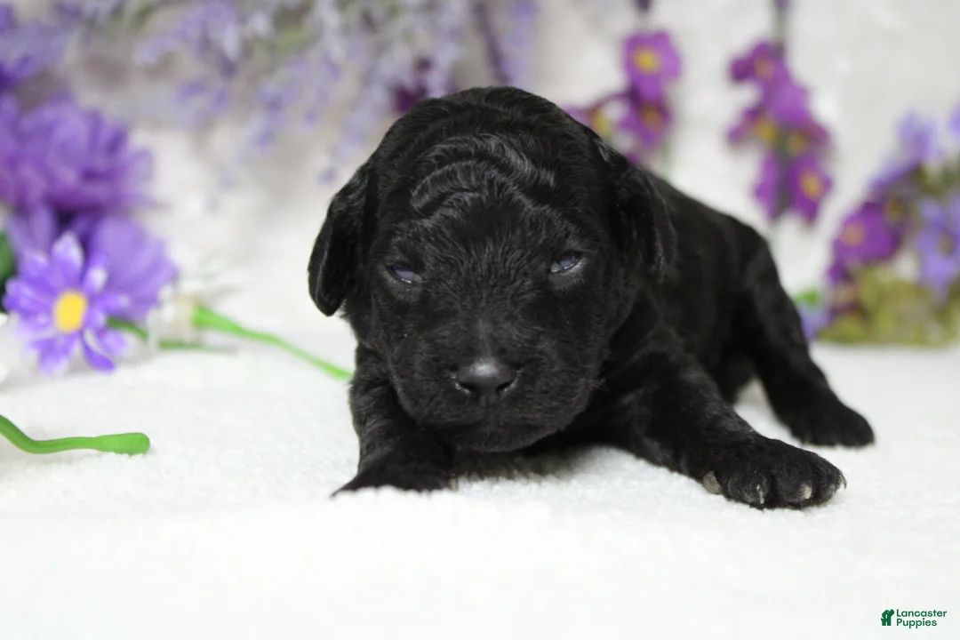 Toy Poodle dogs for sale: Peppercorn  - Ad 2