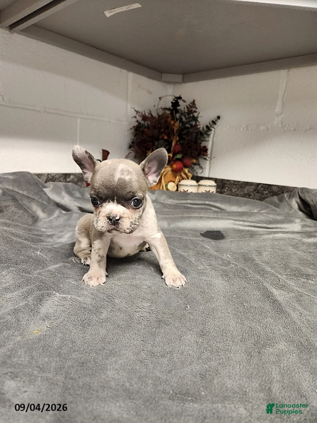 French Bulldog dogs for sale: Aspen - Ad 5