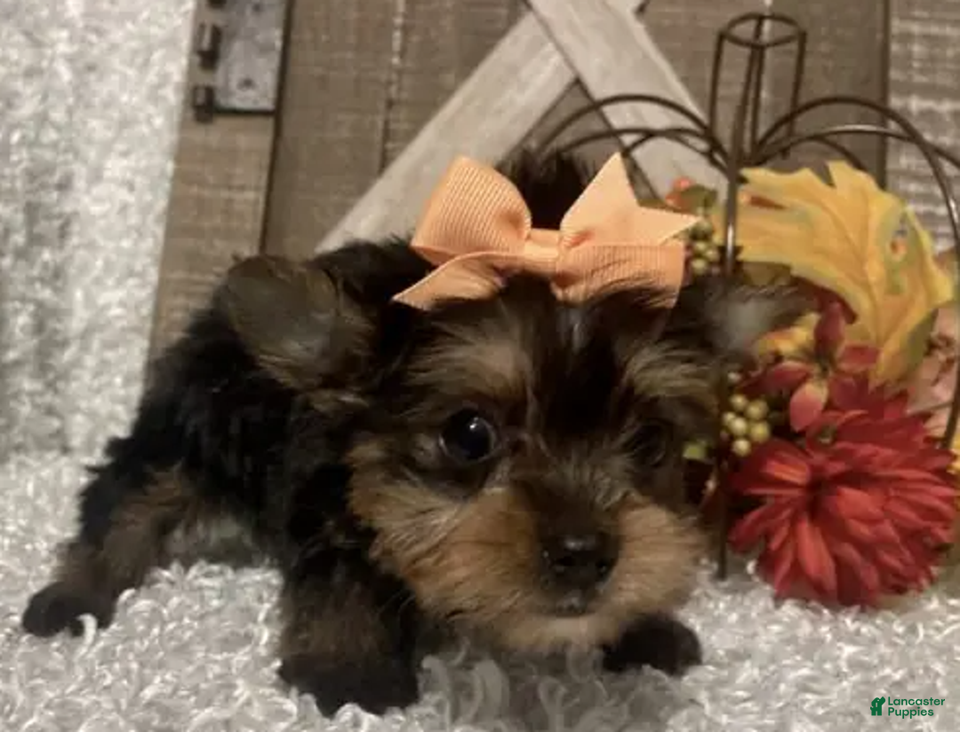 Yorkshire Terrier dogs for sale: Barbie - Ad 5