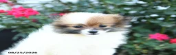 Pomeranian dogs for sale: Karma - Ad 2