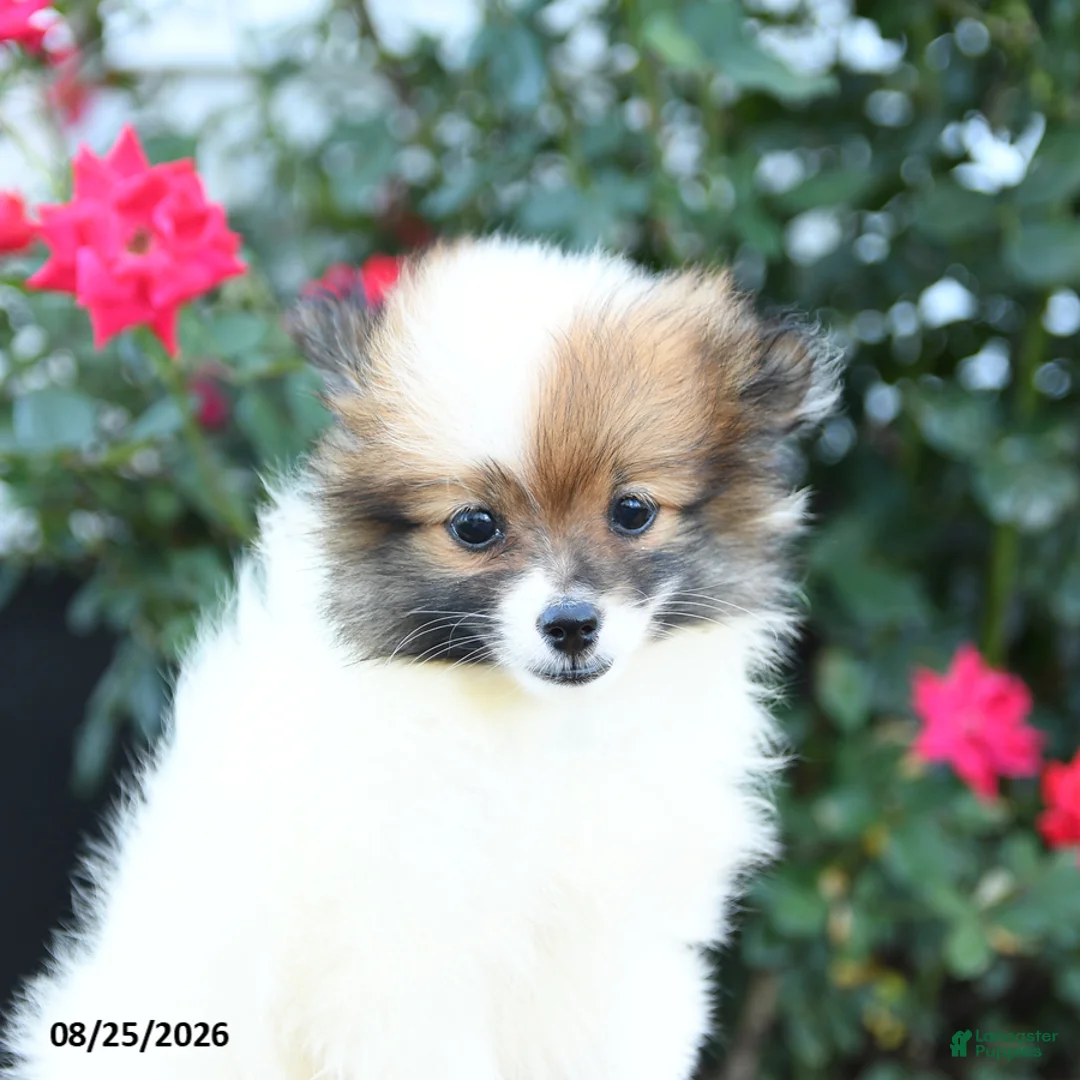 Pomeranian dogs for sale: Karma - Ad 2