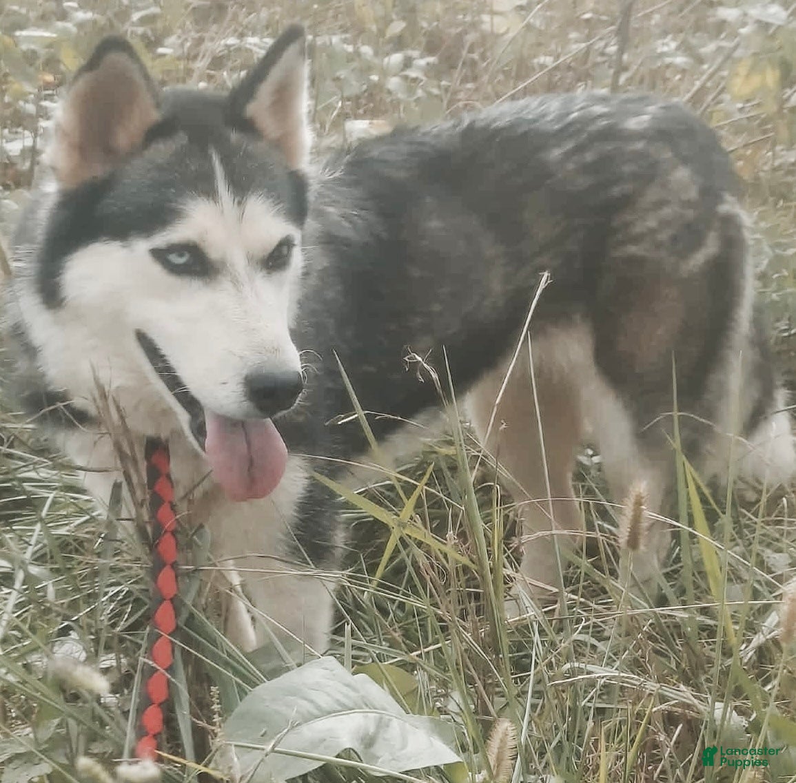 Siberian Husky dogs Maxi River - Ad 38