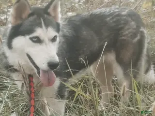 Siberian Husky dogs Maxi River - Ad 35