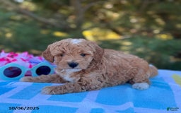 Mini Goldendoodle dogs for sale: Sandra - Image 10