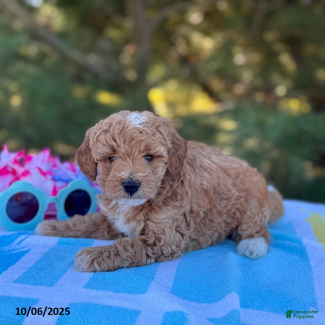 Mini Goldendoodle dogs for sale: Sandra - Image 10